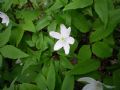 Anemonoides trifolia subsp. trifolia